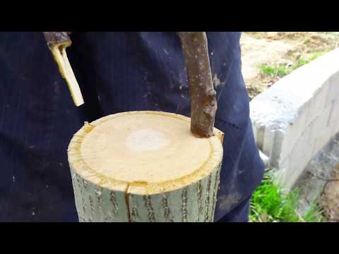 Cevizde Kalem Aşı Uygulaması - How to Bark Grafting Technique on Walnut Tree.
