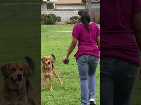 Dog does not want Go Home after Playtime🐶 #itsmeorthedog #dogtraining