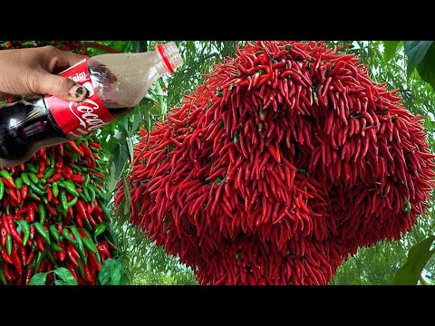 TECHNIQUE for breeding chili plants for many fruits and super growth #garden #plants #graftingtree