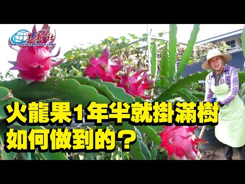 The dragon fruit covered the tree in one and half years. How did she do it?