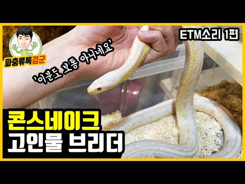 Corn Snake: A Visit to the Breeder Eggteryment's Farm, Part 1