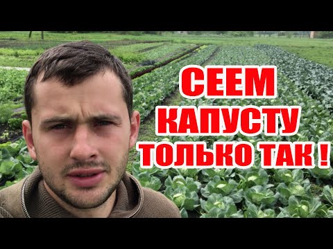 Капуста будет раньше чем на базаре ! Выращивание ранней капусты брокколи и цветной
