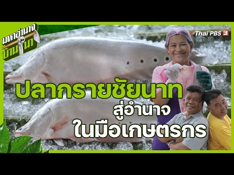 ปลากรายชัยนาท สู่อำนาจในมือเกษตรกร | มหาอำนาจบ้านนา