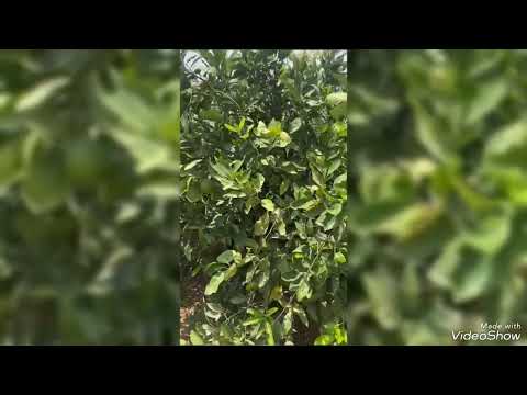 ببلاش مزرعة نموذجية 200 فدان على طريق مصر الإسكندرية الصحراوي مباشرة بواجهه كيلو وبثلثين الثمن فقط 