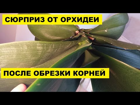 ОРХИДЕЯ ПОСЛЕ ОБРЕЗКИ КОРНЕЙ ВЫДАЛА СЮРПРИЗ!..ЧЕРЕЗ 7 ДНЕЙ