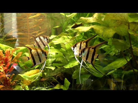 Скалярии Рио Нанай.  Раздел территории.