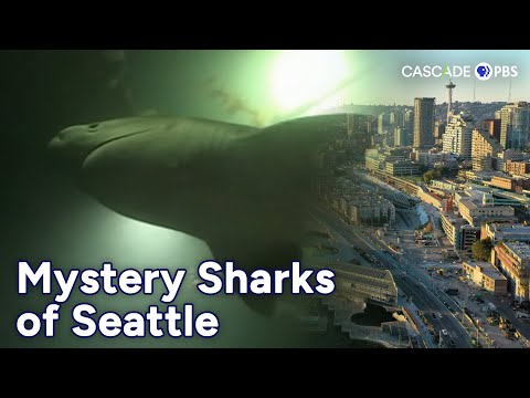 The Mysterious Sixgill Sharks of Seattle 🦈 | Cascade PBS