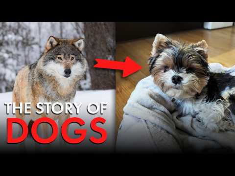 How We Domesticated Dogs (And Made Them Our Best Friends)