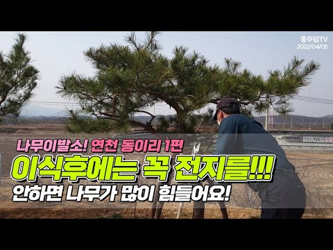 나무이발소! 연천 동이리 1편 / 이식후에는 꼭 전지를.. 안하면 나무가 많이 힘들어요! / Be sure to branch pine trees after transplanting