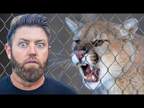 America's Deadliest Predators Up Close (Private Tour)