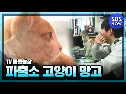 [동물농장] 망원 경찰서의 망고 경찰냥이  /  'Animal farm' Review