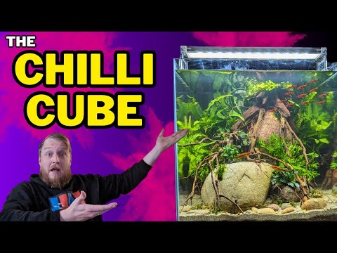 New FISH ROOM scape! simple CHILLI RASBORA & EPIPHYTES (How To: Step By Step Guide, Planted Tank)
