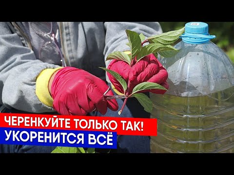Черенкуйте только так! Укоренится всё