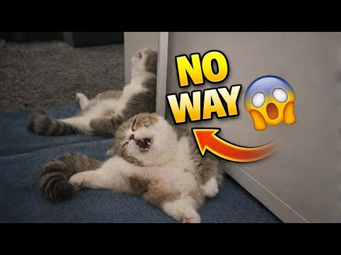 You Won’t Believe… The Internet LOST IT Over This Cat 😱