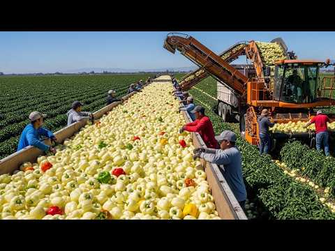 America’s Harvest Heroes 🌟 100+ Fruit & Veggie Harvests That’ll Blow Your Mind - Relaxing Harvest