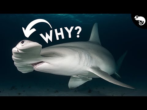 We Just Discovered a TENTH Hammerhead Shark!