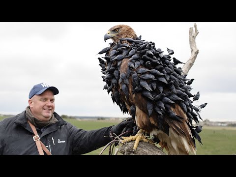 Releasing Thousands of Predators to Fight High-IQ Crows — Then It Got Worse