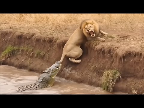لا هروب… انتقام الأُسُودِ من التمساح المتغطرس