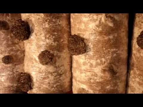 грибы вешенка СУПЕР дешевый стелаж