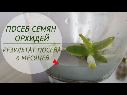 ПОСЕВ СЕМЯН ОРХИДЕЙ!🌱Результат посева 6 месяцев.
