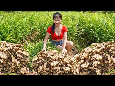 Harvesting A Lot Of Ginger Grown in the Forest and Sell it at the Local Countryside Market.