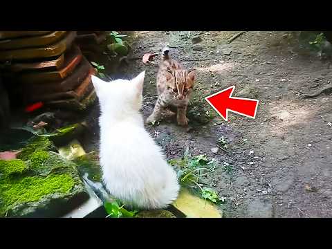 Cat Brings Home a Friend — Months Later, the Entire Family Shocked to Learn It Wasn’t a Cat