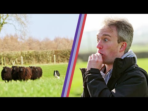 I tried herding sheep, and the sheep won.