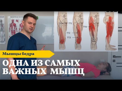 Четырёхглавая мышца бедра | Алгоритм работы | Диагностика