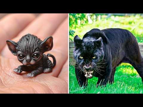 ДО И ПОСЛЕ ВЗРОСЛЕНИЯ. НЕВЕРОЯТНЫЕ ТРАНСФОРМАЦИИ ЖИВОТНЫХ