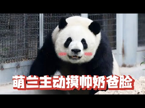 Meng Lan saw Dad stand on tiptoe and took the initiative to touch Dad's face. It was also too beaut