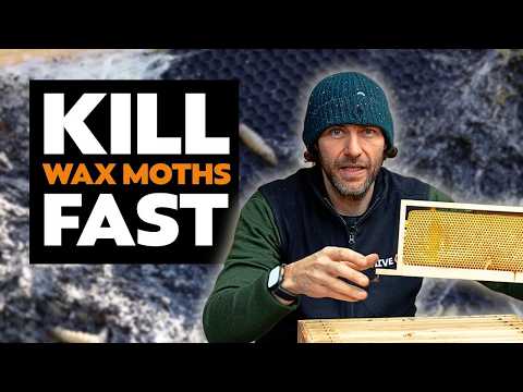 How To Kill Wax Moth With NO Chemicals