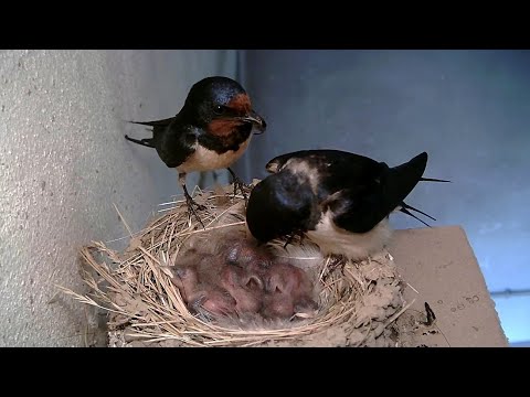 Swallows Nesting Day by Day
