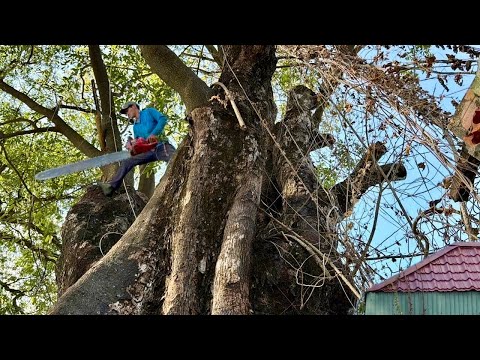 Cưa cây thị siêu khủng , Nơi gọi linh thiên , Núi sam châu đốc , Cưa cây kỷ thuật cao 