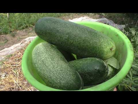 Пошёл в огород И НАШЁЛ ХРЕНОВИНУ! Огородная жизнь! УРОЖАЙ!!!