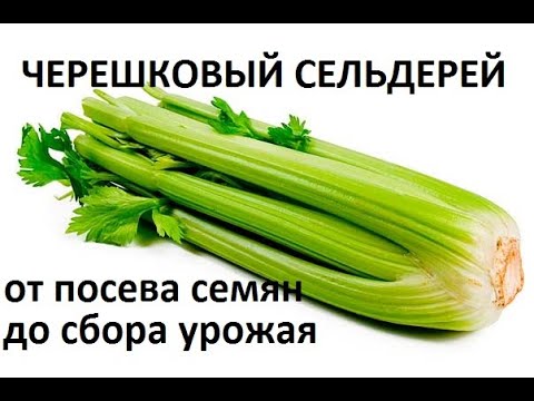 Черешковый сельдерей от посева семян до сбора урожая.