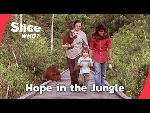 The Woman Who Saved the Orang-utans | FULL DOCUMENTARY |SLICE WHO