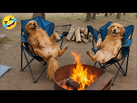 Cute & Funny Pets 2026 🥰😂 #1 | Best Cats & Dogs Compilation 🐾