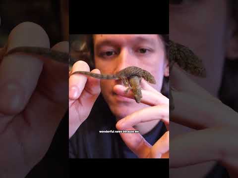 this tiny lizard isn't what I thought it was...