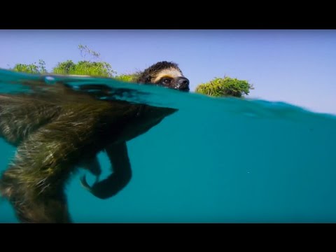 Swimming Sloth Searches For Mate | Planet Earth II | BBC Earth