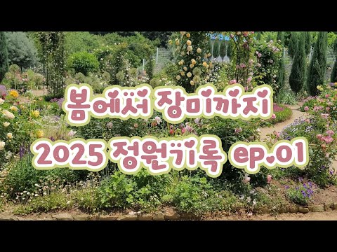 봄꽃에서 장미까지 2025년 아름다운 순간들 EP.01