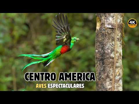 Las AVES Más Lindas Y MARAVILLOSAS De CENTRO AMERICA | Documental Parte 1