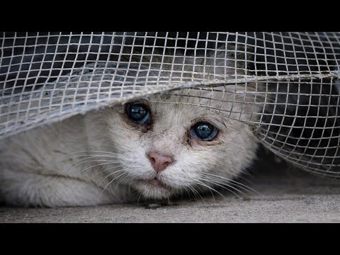 Кошка не знала, что это прощание с хозяевами. Они сделали то, во что сложно поверить