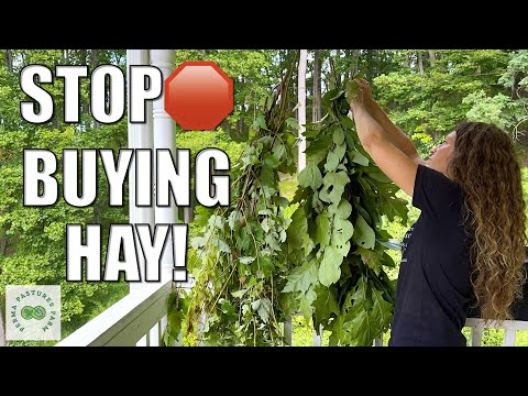 Tree Hay: The Ultimate Farm Hack for Massive Money Savings
