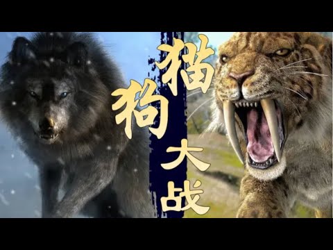 【鬼谷说】食肉目：猫与犬之歌，权力的游戏