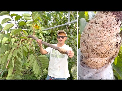 Amazing way to propagate plants using these super thick branches.