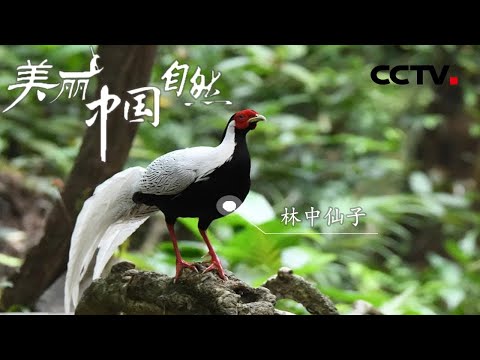 【ENG】归隐山林间自当林中仙 白鹇从古至今都有着各种美好的象征 《美丽中国自然》武夷山系列【CCTV纪录】