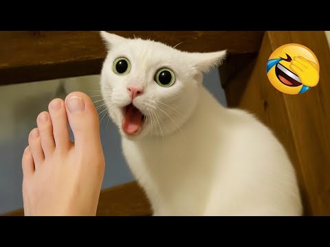 Try Not To Laugh 😆 The Funniest Animals 😹🐶 Part 3