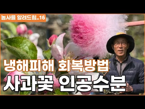 사과 인공수분하는 법, 사과나무 인공수정, 냉해피해 회복방법