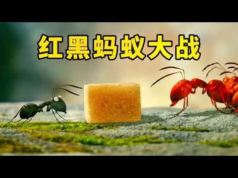 只为争夺一块小小的方糖，红蚁和黑蚁竟展开了一场史诗级大战【阿良漫话】