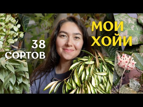 КАК выросли мои ХОЙИ | ИЗМЕНЕНИЯ и РОСТ растений и КОЛЛЕКЦИИ за 11 МЕСЯЦЕВ 🌿